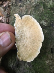 Trametes repanda