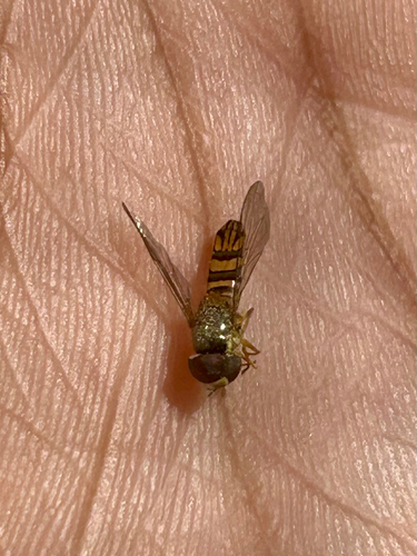 Unknown species found near San Diego County, US-CA, US
