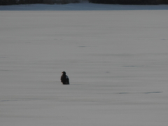 Haliaeetus pelagicus