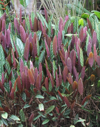 Giant Bamburanta (Ctenanthe oppenheimiana)