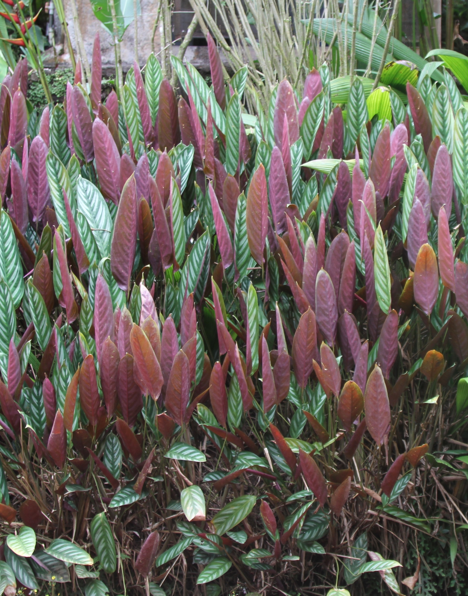 Giant Bamburanta (Ctenanthe oppenheimiana)