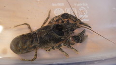 Faxonius limosus