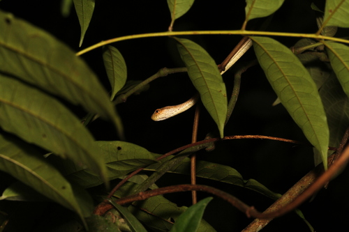 Amazon Coastal House Snake