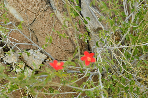 Hibiscus elliottiae