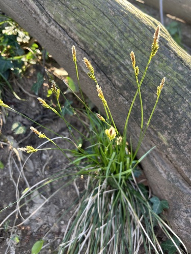 Carex umbrosa, photograph 3