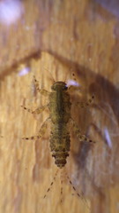 Ephemerellidae