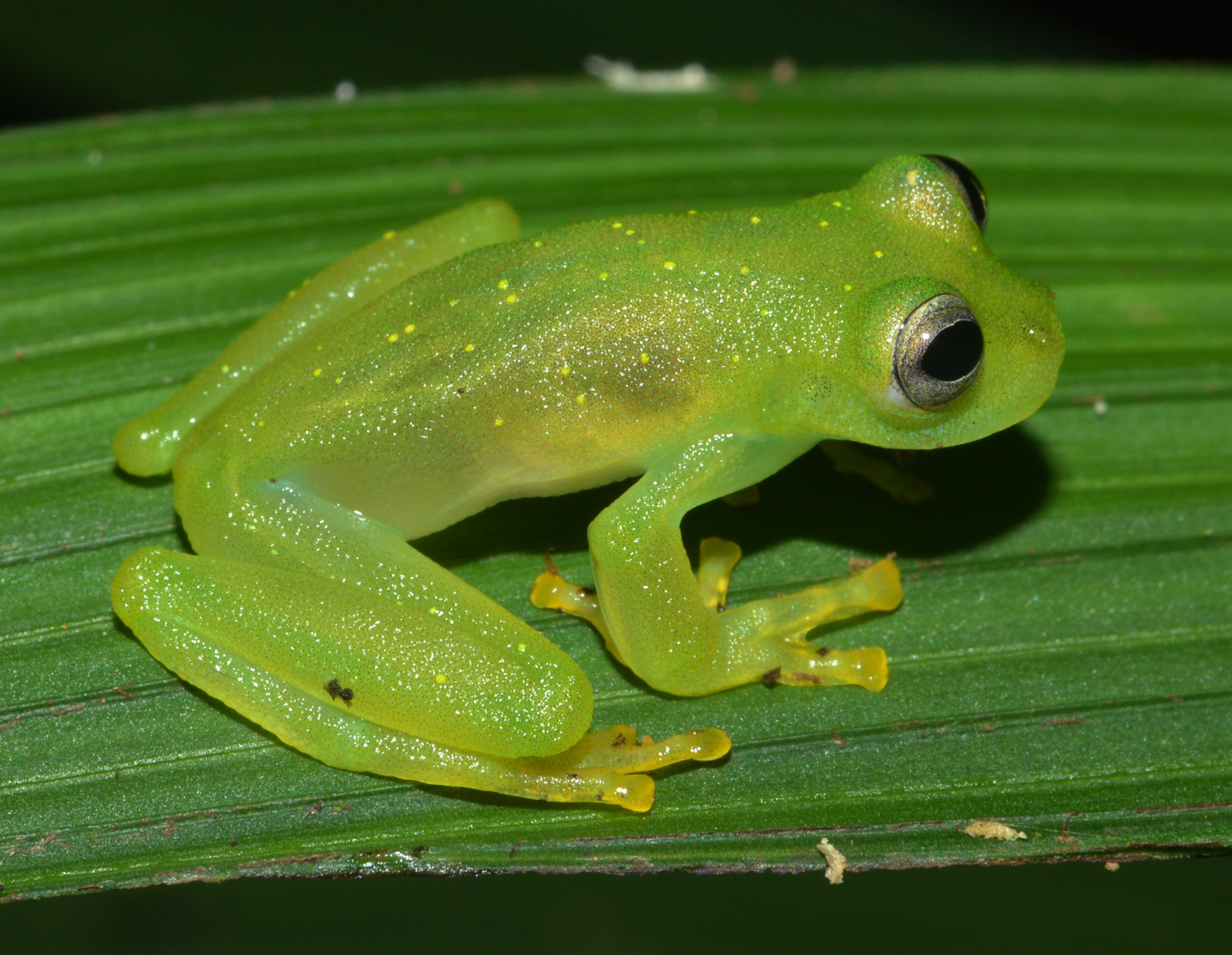 Glass Frogs (Family Centrolenidae) · iNaturalist