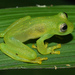 Glass Frogs - Photo (c) Junner Gonzalez, some rights reserved (CC BY-NC), uploaded by Junner Gonzalez