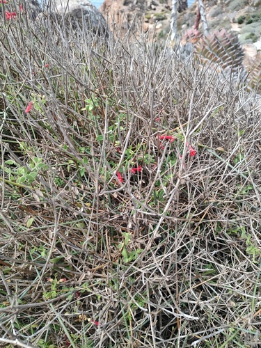 Baja California bush snapdragon (Gambelia juncea)