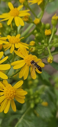 Unknown species found near Canton, GA 30114, USA