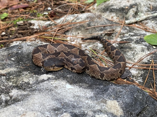 Metlapilcoatlus borealis