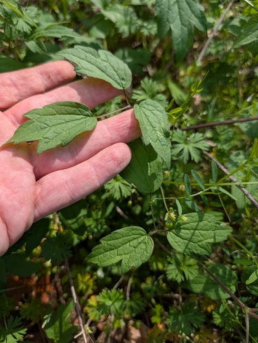 Devil's Darning Needles (Clematis virginiana)