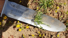 Pectocarya linearis ferocula