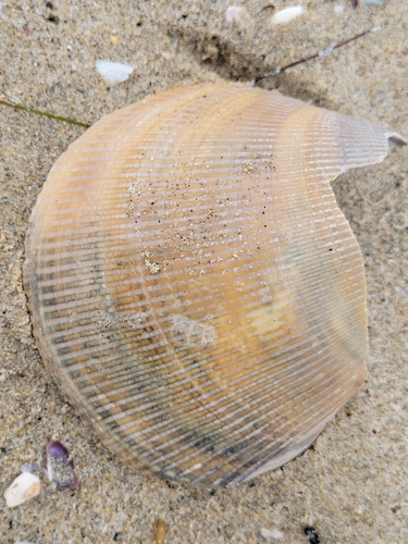 Laevicardium elatum observed 2026-03-29