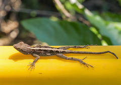 Anolis hispaniolae