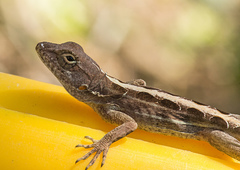 Anolis hispaniolae