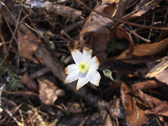 Hepatica acutiloba