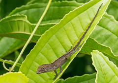 Anolis hispaniolae