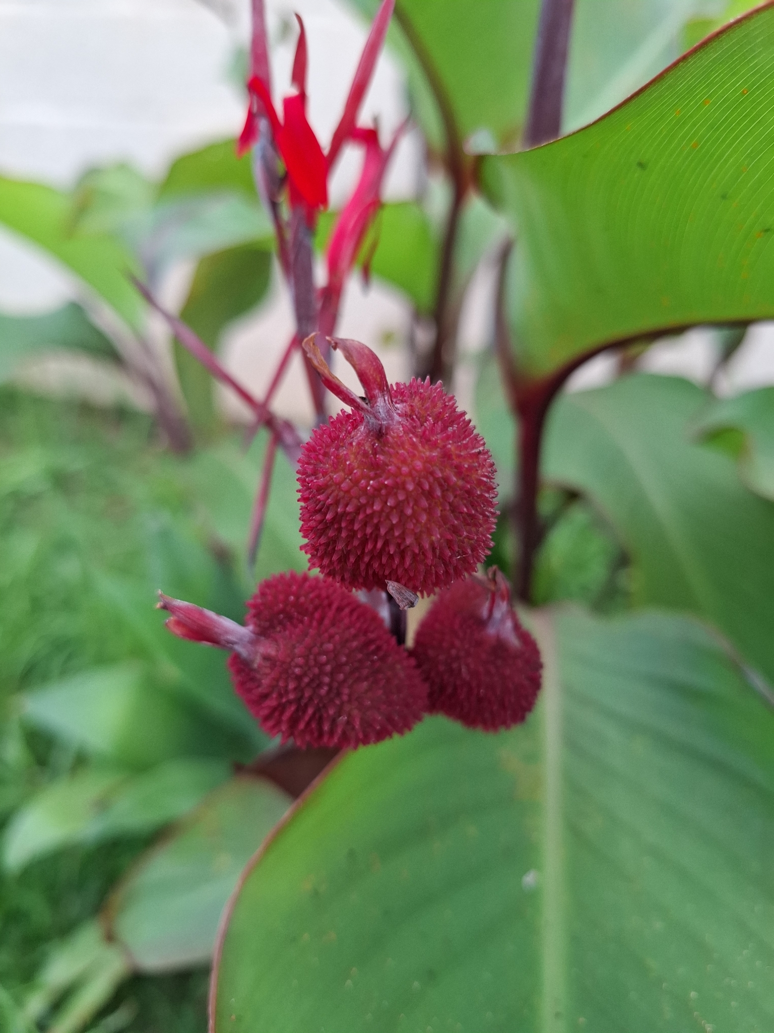 Canna indica