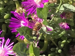 Apis mellifera