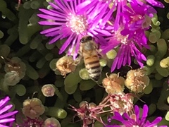 Apis mellifera