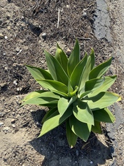 Agave attenuata
