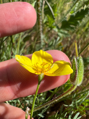 Eschscholzia lobbii, photograph (c) Ryan Donnelly, some rights reserved (CC BY)