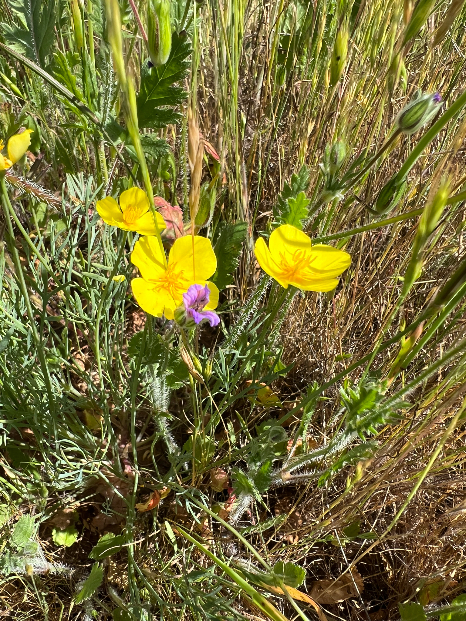 Frying Pans (Eschscholzia lobbii)