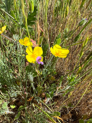 Eschscholzia lobbii, photograph (c) Ryan Donnelly, some rights reserved (CC BY)