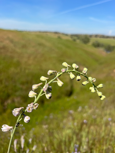 Hansen's larkspur