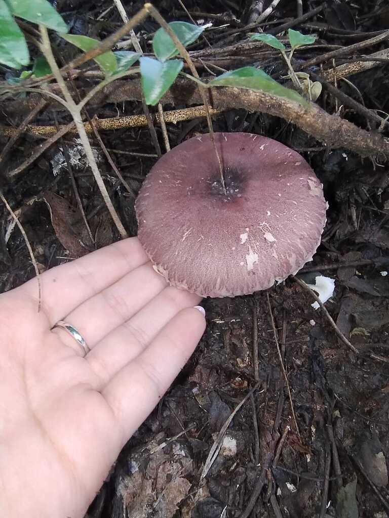 Leucocoprinus lilaceus · March 2026 · photo: © carlarodriguez29 (iNaturalist, cc-by)