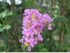 Lagerstroemia indica
