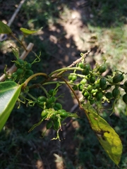 Alchornea triplinervia