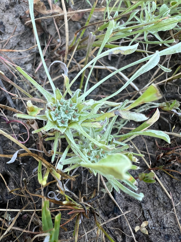 hogwallow starfish (Hesperevax caulescens)