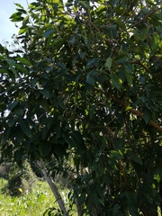 Alchornea triplinervia