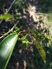 Alchornea triplinervia