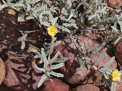 Rock Sida (Sida petrophila)