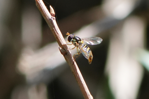 Unknown species found near San Carlos, San Diego, CA, USA