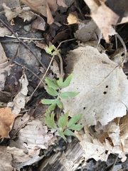Hydrophyllum virginianum