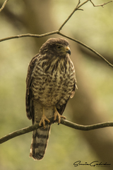 Rupornis magnirostris