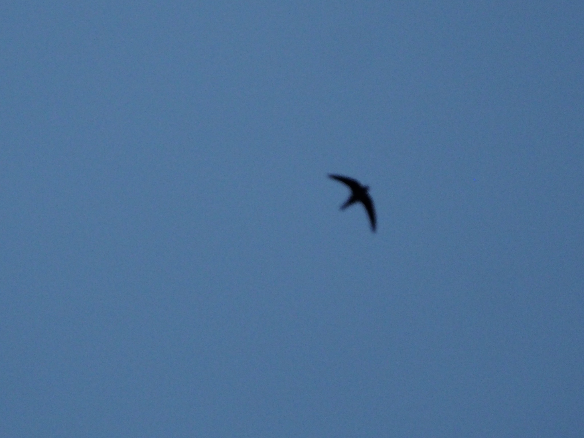 Apus apus (Linnaeus, 1758)