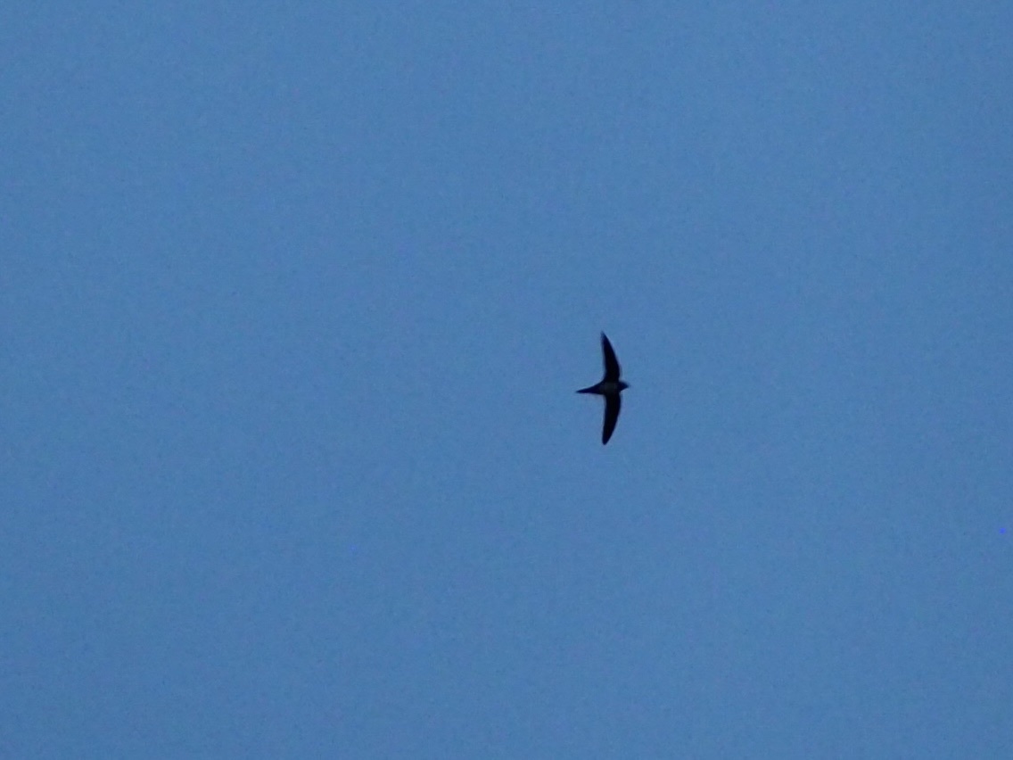 Apus apus (Linnaeus, 1758)