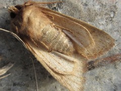 Orthosia paromoea