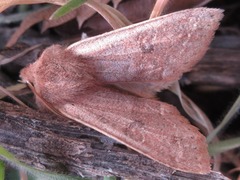 Orthosia paromoea