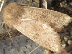Orthosia paromoea