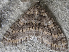 Esakiopteryx volitans