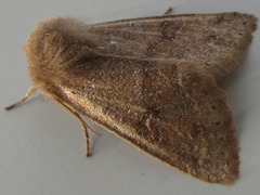 Orthosia paromoea