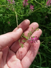 Fumaria densiflora