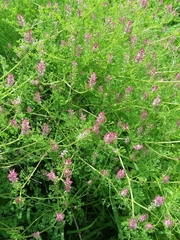 Fumaria densiflora