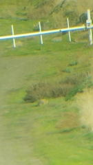 Marmota flaviventris
